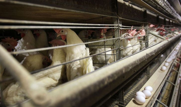 رئیس جهاد کشاورزی چهارمحال و بختیاری عنوان کرد: شش واحد کشاورزی مرغ تخم گذار در چهارمحال و بختیاری فعالیت می کنند که دو هزار تن تخم مرغ توسط این واحدهای کشاورزی تولید شده است.