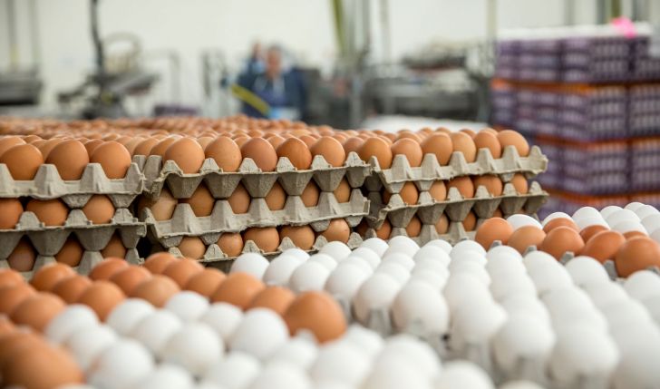 ردپای مافیای اقتصادی در افزایش قیمت تخم مرغ