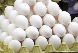 خرید و فروش تخم مرغ